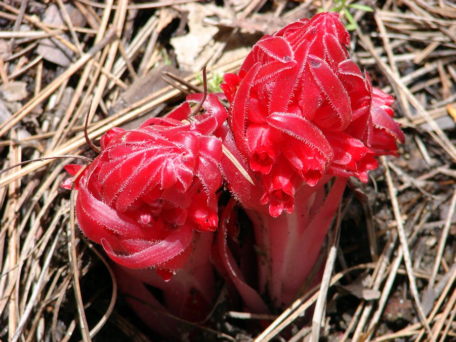 FLORE (19).JPG